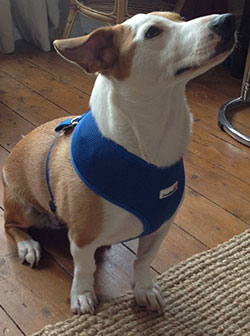 Oscar sitting down Oscar sitting down